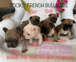 AKC Limited French Bulldog puppies