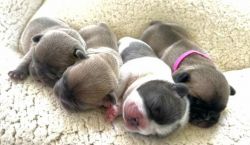 4 Beautiful Frenchie Puppies Utah