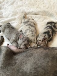 Frenchies’s for sale