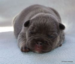 AKC Blue French Bulldog puppies in Texas