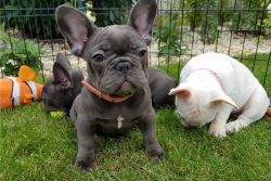 ADORABLE FRENCH BULLDOG PUPPIES FOR ADOPTION