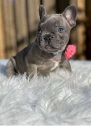Healthy French Bulldog Puppies For Adoption