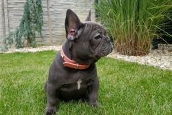 Amazing French Bulldogs Available For Adoption