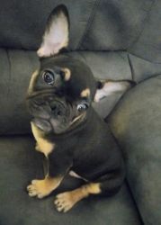 French Bulldog Puppy-NATIONWIDE DELIVERY included