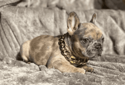 Male Fluffy Carrier – Frenchie for Sale Chicago