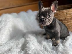 Blue Fluffy Carrier Male Frenchie Puppy For Sale
