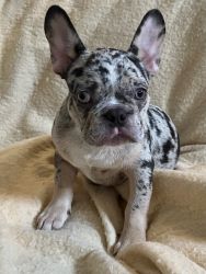 Purebred AKC REGISTERED Merle French bulldogs