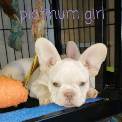 LilacTan Platinum French Bulldog pups
