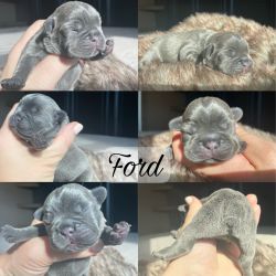 AKC Registered Blue Lilac French Bulldog Puppies