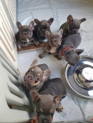 French Bulldog Puppies Ready to leave