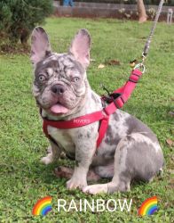 Pure licensed French bulldog for sale at 25k in Bangalore