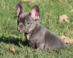 AKC Blue French Bulldog puppies in Texas