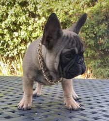 Male French Bulldog PuppY Available!!
