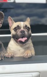 7 month French bull dog puppy