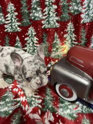 AKC French Bulldog Blue,Merles, Lilac Ready for Christmas!