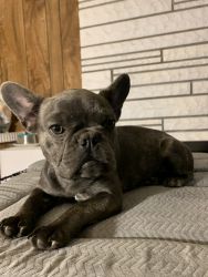 5 month old french bulldogs puppies