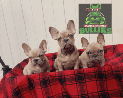 12 week old french bulldogs