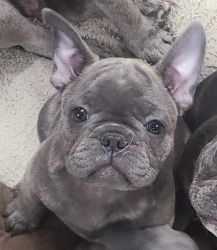 AKC French bulldog puppies/Price Reduced