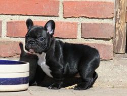 christmas french bulldog puppies for sale