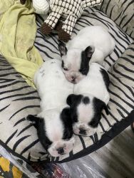 Top quality Frenchi puppies