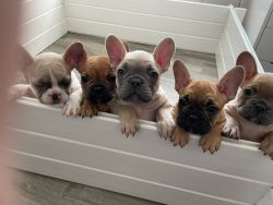 French Bulldogs Available
