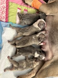 New born frenchies