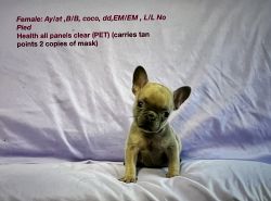 AKC registered French bulldog Puppies for sale