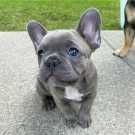 Gorgeous french bulldog puppies available