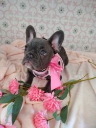Beautiful girl blue french bulldogs fluffy carriers for sale/ Miami FL