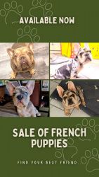 Available today FRENCH PUPPIES..