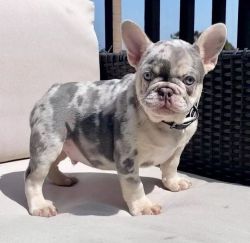French Bull dog puppy for sale