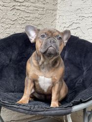 8month old female Frenchie