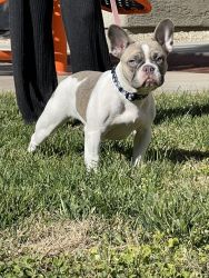 8 month old female frenchie