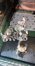 French Bulldog Puppies -9 weeks - Rare Exotic Colors