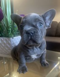 Stunning Blue Frenchie Puppy