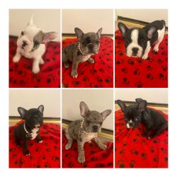 French Bulldog is ready to go for new forever home