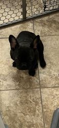 French Bulldog puppy black brindle