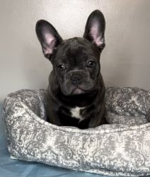 2 Male French Bulldog puppies available!! Isabella carriers