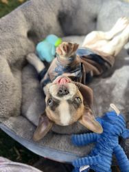 Rare color blue eye frenchie! Cute and nice puppy