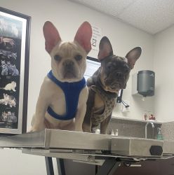 Frenchies puppies & adults