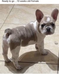 Frenchie Puppies Boy or Girl