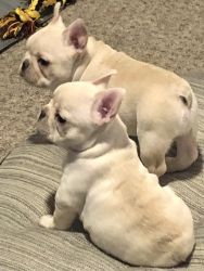 AVAILABLE NOW ~Cream French Bulldog Puppies