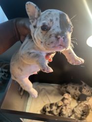 Male French bulldogs Merle
