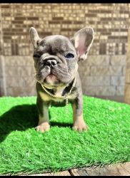 Gorgeous French bulldog, puppies for sale