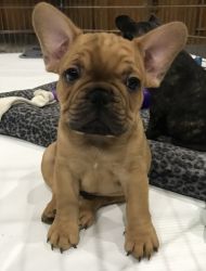 French Bulldogs puppies for sale