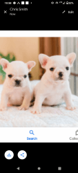 AKC Registered French Bulldog Puppies