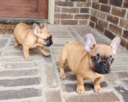 French Bulldogs Puppies (Male and Female)