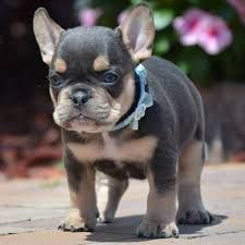 Lion heart French Bulldog now