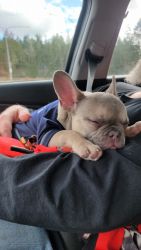 5 month male frenchie