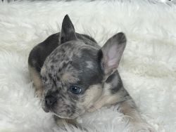 Cash frenchie male